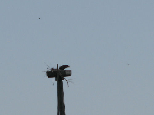 eagle with possible chick on platform in the Sasanoa River