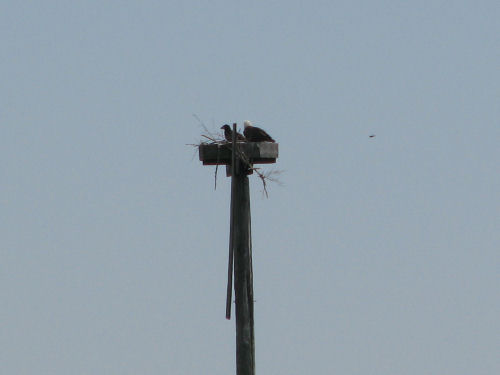 eagle and eaglet, Sasanoa River, Maine