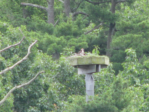 Sasanoa osprey nest