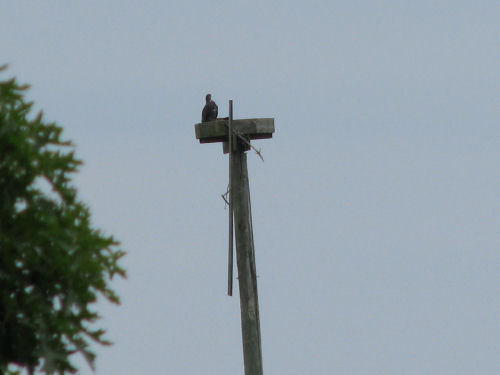 Sasanoa eaglet