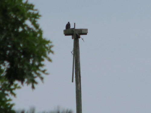 Sasanoa eaglet