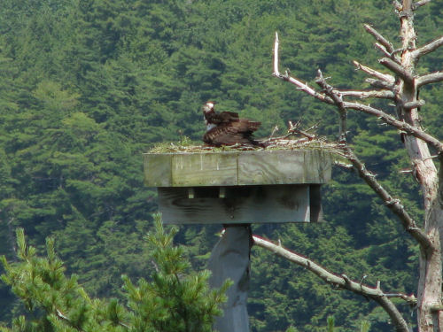 Sasanoa osprey