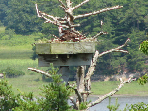 Sasanoa osprey