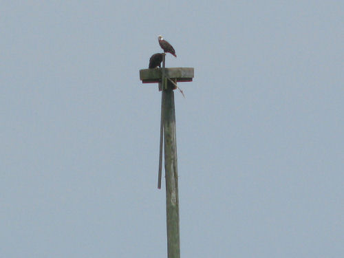 Sasanoa eagles