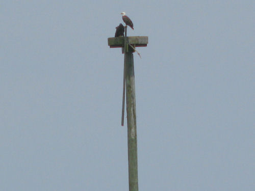 Sasanoa eagles