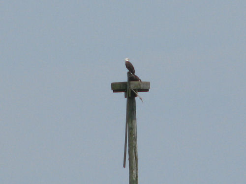 Sasanoa eagles