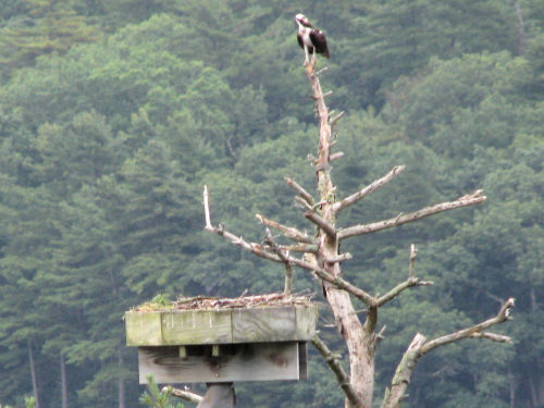 Sasanoa osprey nest