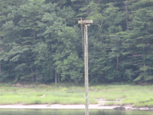 Sasanoa eagle nest