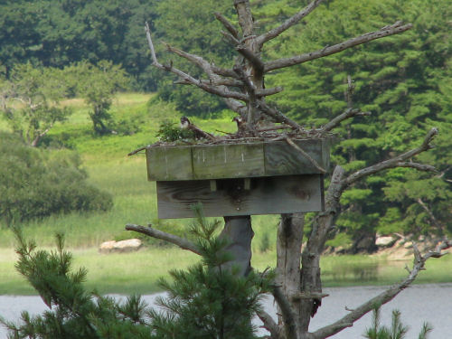 Sasanoa osprey