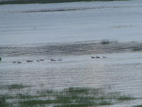 ducks in Sasanoa River