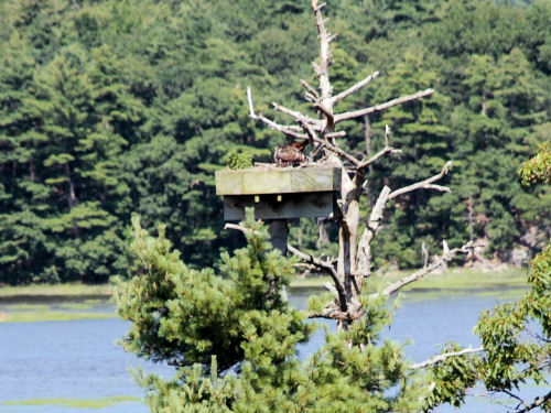 osprey in nest