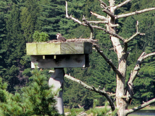 osprey chick