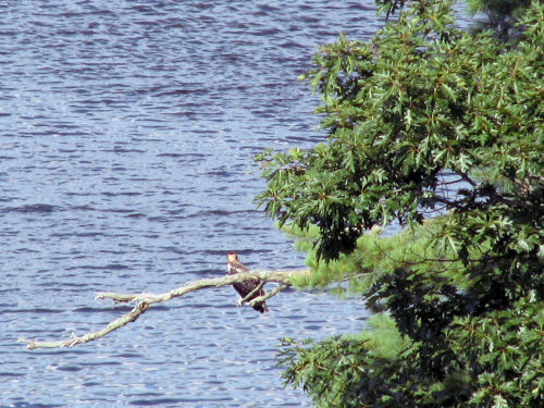 osprey fledgling