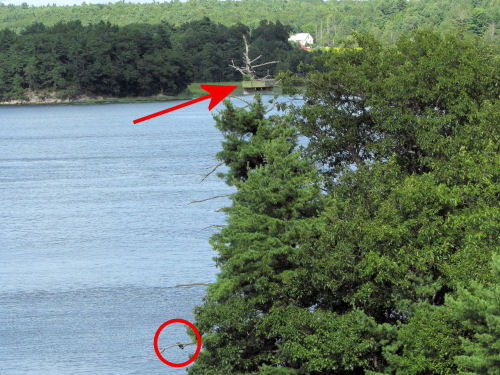 osprey chicks