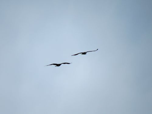 Sasanoa River osprey flying together