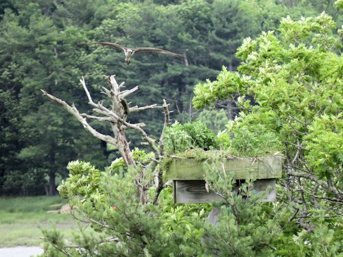 Sasanoa osprey flying to nest