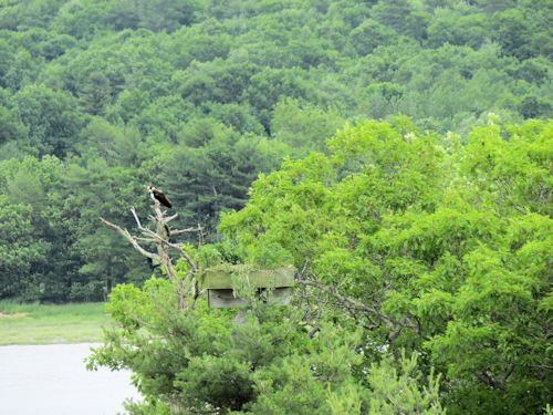 hidden osprey nest