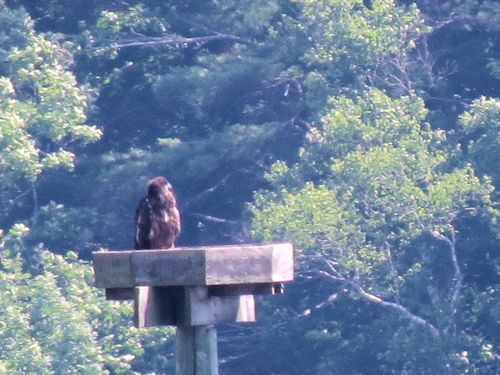 Sasanoa River eaglet