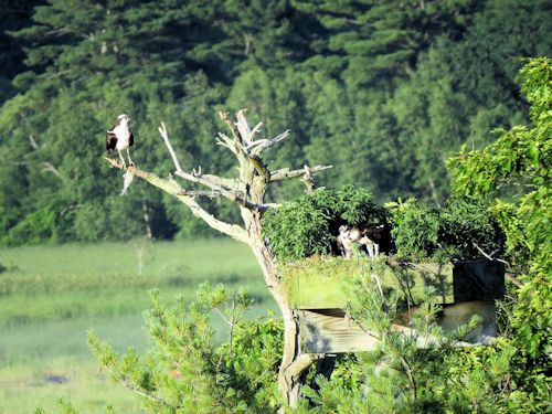 Sasanoa osprey