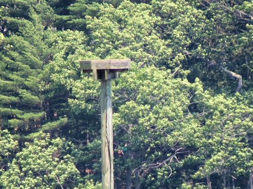 eagle nest after the eaglet fledged