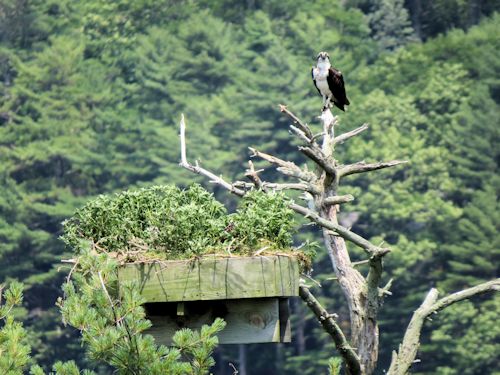 Sasanoa osprey nest