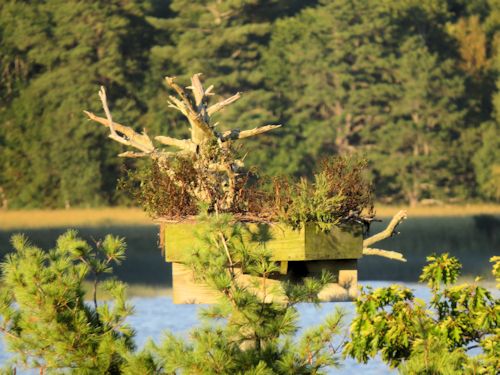 Sasanoa osprey nest