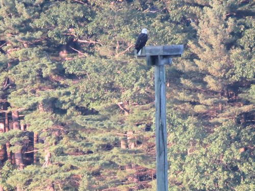 eagle on its nest in the Sasanoa River