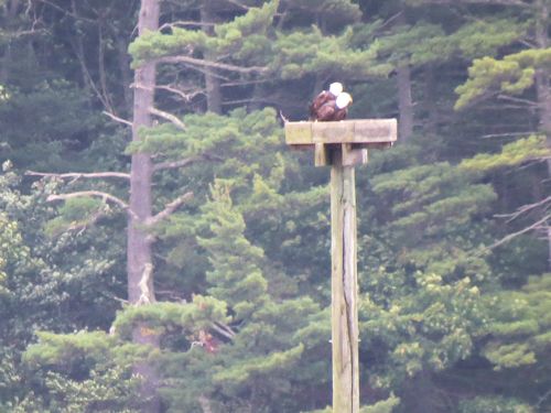 eagles on the island in the middle of the Sasanoa River