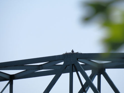 bridge over the Sasanoa River, with osprey