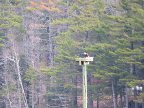 eagle checking the area