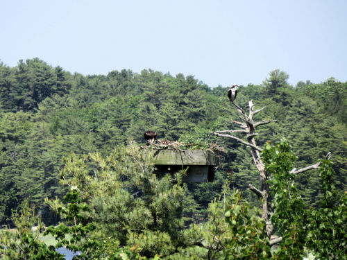 Sasanoa River osprey chicks