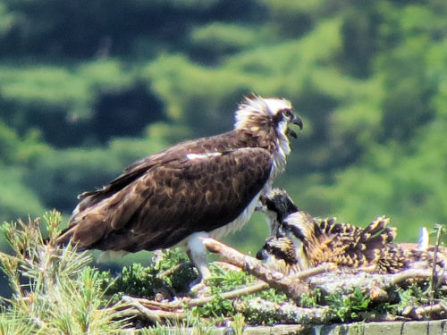 Sasanoa River osprey chicks