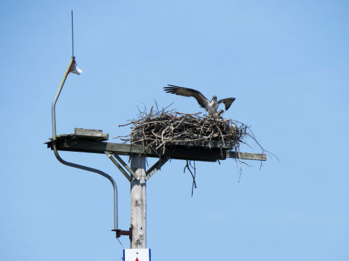 osprey chick at the Taste of Maine Restaurant