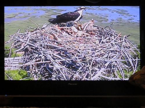 osprey chick at the Taste of Maine Restaurant