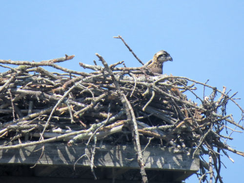 23-day-old osprey chick