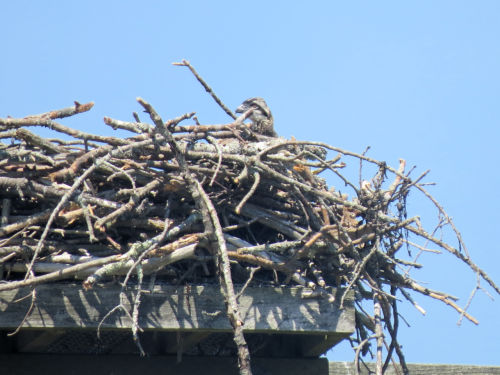 osprey chick at the Taste of Maine