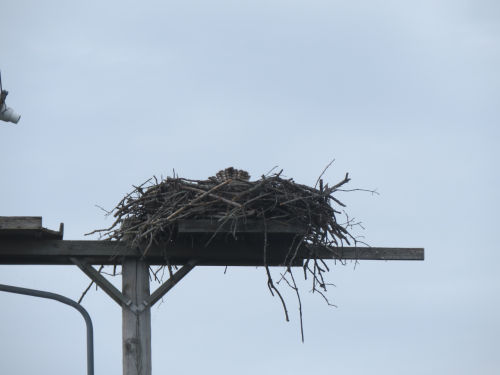 newly fledged osprey chick landing