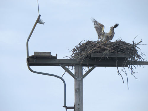 newly fledged osprey chick landing