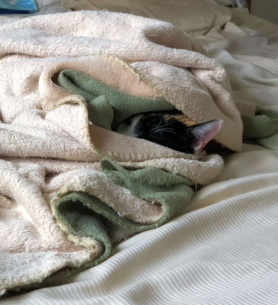 Chelsea Girl all tucked in