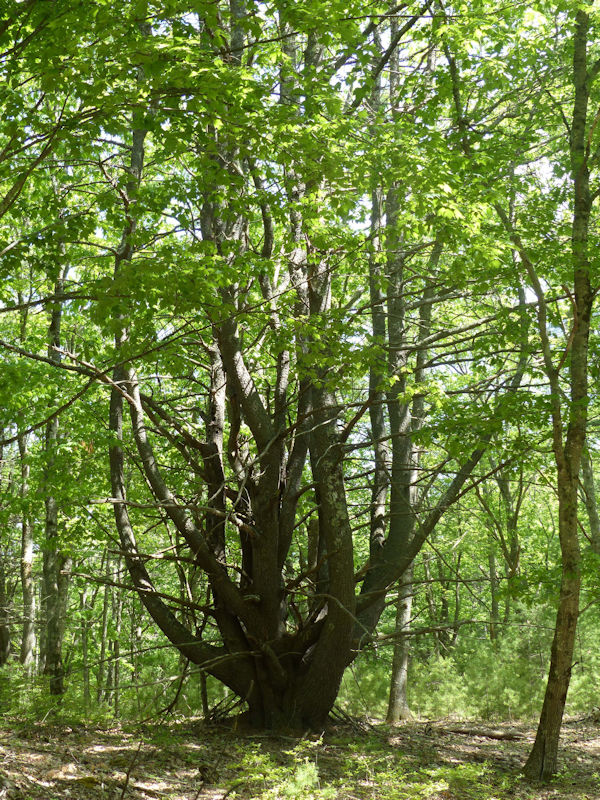 Grandmother Tree above Clarey Pond, Robinhood Farm