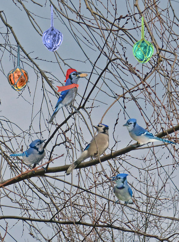 Jay Birds, graphic ©2023, Ipbar Productions, all rights reserved.