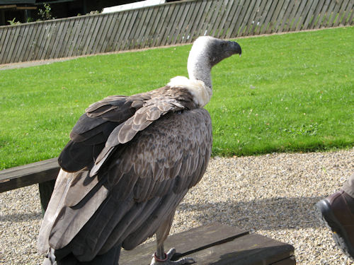 vulture