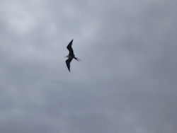 frigatebirds