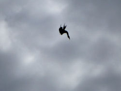 frigatebird diving