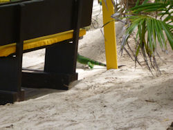 iguana on St. Martin