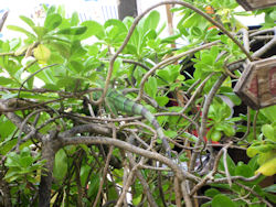 iguana on St. Martin