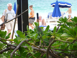 iguana on St. Martin