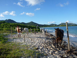 our guide unsaddles our horses