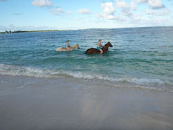 horseback ridiing in St Martin