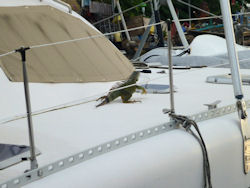 iguana on St. Martin